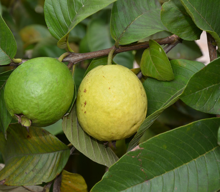 img-Jambu-biji1.jpg