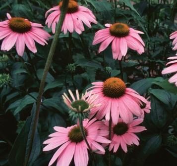 img-echinacea1.jpg